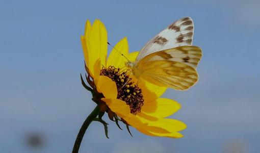 高壓氧治療在神經(jīng)康復(fù)中的實操指南：從評估到居家護理